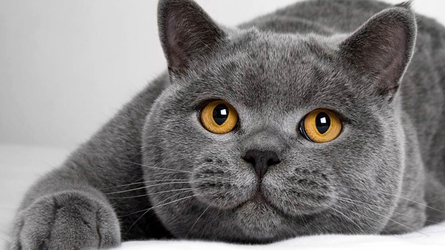 British-Shorthair-2